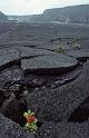 WT 0072 001-25 Hawaii Crater Blossom